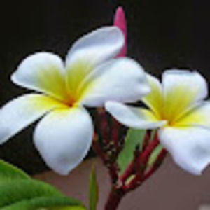 Meet your Posher, Katherine